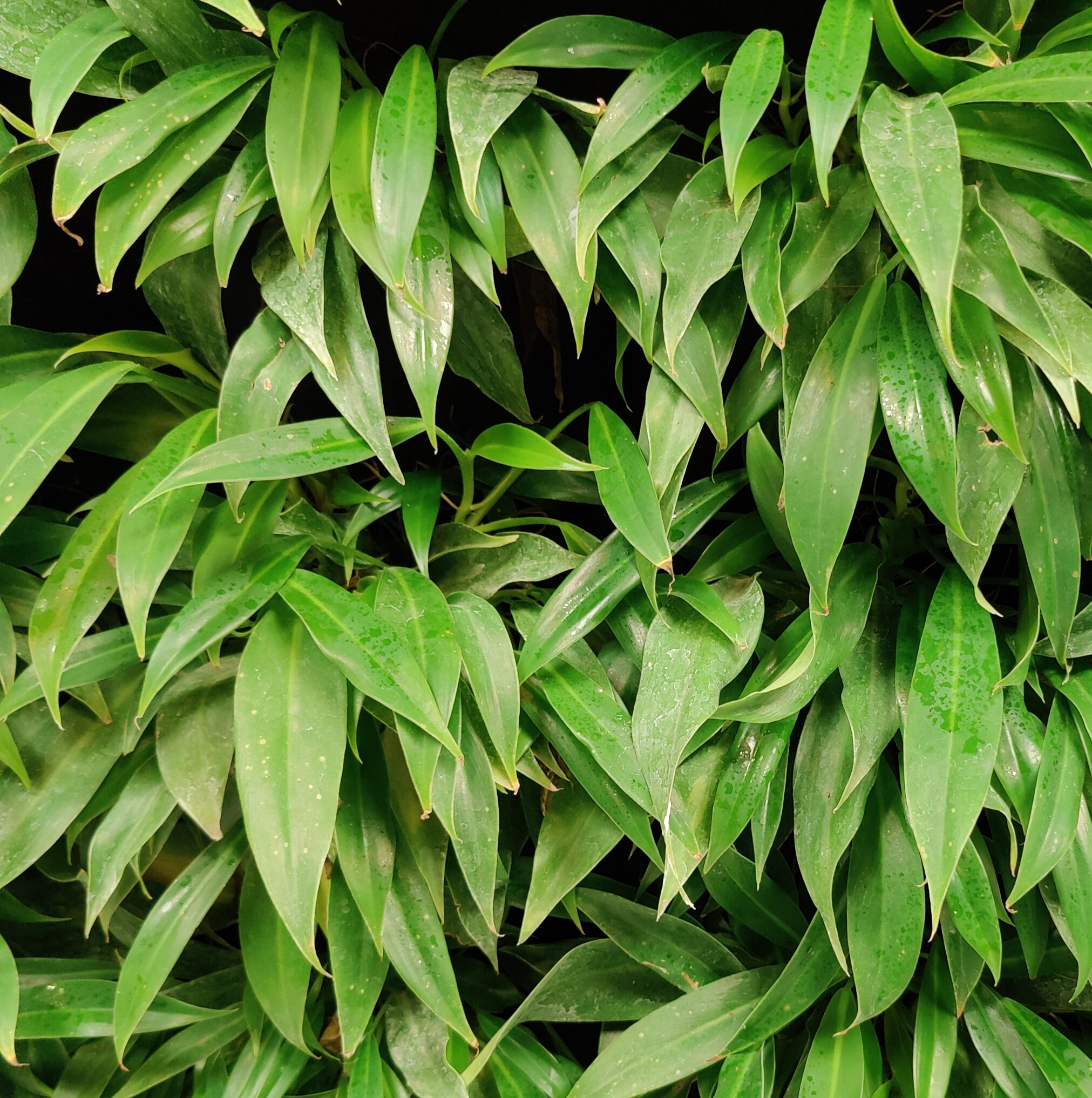 May Flowers Horticulture Installation 95